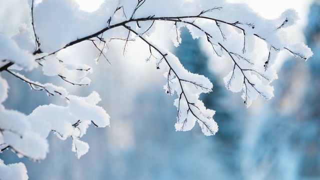 winter-branch-covered-with-snow-royalty-free-image-1612880337_