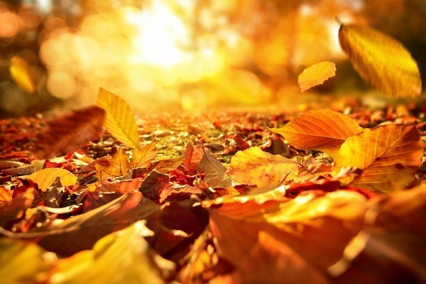 november-herfst-gevallen-bladeren